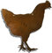 Rostikal Landhaus Deko Huhn 22 x 20 cm Rost Deko zum aufhängen Gartendeko Vintage Deko