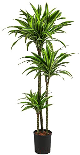 Dehner Drachenbaum Lemon Lime, in Hydrokultur, ca. 140 cm, Ø Topf 18 cm | Dracaena, inkl. Wasserstandsanzeiger, dreitriebige Zimmerpflanze, pflegeleicht, halbschattiger Standort