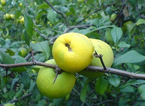Japanische Zierquitte Chaenomeles japonica ´Cido´ Pflanze 25-30cm Nordi. Zitrone