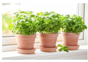 Basilico genovese Ocimum basilicum 3 piante aromatiche in vaso ø14 cm Vivaio di Castelletto