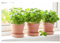 Basilico genovese Ocimum basilicum 3 piante aromatiche in vaso ø14 cm Vivaio di Castelletto