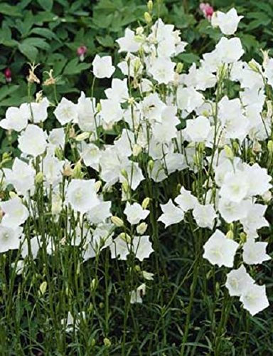 Campanula Persicifolia 'Takion White' Perennial XXL Supersize Plug Plants Pack x3