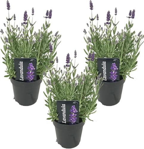Bloomique - 3er Set - Lavandula Angustifolia Ardèche - Lavendel Pflanze Winterhart - Duftlavendel - Gartenpflanzen Winterhart - Mehrjährig - Höhe 10-20 cm