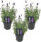 Bloomique - Lot de 3 - Lavandula Angustifolia - Plante de lavande - Plantes de jardin - Résistante au gel - 20-25 cm de haut - Pot 12 cm