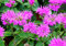 Wilde Bergamotte - Monarda fistulosa - Wilde Indianernessel - Wilde Monarde - 100 Samen
