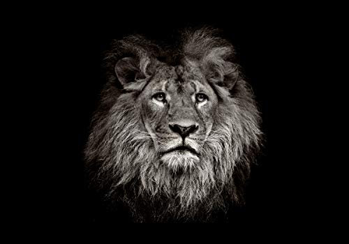 wandmotiv24 Fototapete Löwe schwarz weiß 2, XS 150 x 105cm - 3 Teile, Wanddeko, Wandbild, Wandtapete, Afrika Tier Portrait Motivation M6545