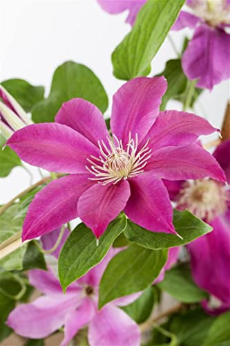 Clematis 'Comtesse de Bouchaud' 150-200 cm Topf Kletterpflanze winterhart