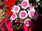Dianthus China Pinks 100 Samen, Nelke - bodendecker, staude samen