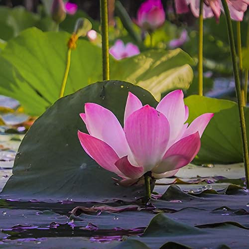 lotus pflanze aquarium samen,seerose Nelumbo nucifera, bodendecker winterhart mehrjährig samen bienen wiese bienenfreundliche blumensamen geschenk für gartenfreunde schmetterlingswiese 50 Stück