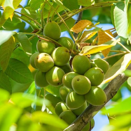 10 Pcs Walnussbaum Kaufen Samen, Nuts Nuss, Walnüsse Bio Herbstpflanzen Winterhart, Bonzai Bäume Walnuss, Juglans Regia, Geschenke Für Gartenfreunde, Indoor Plants Winterharte Pflanzen