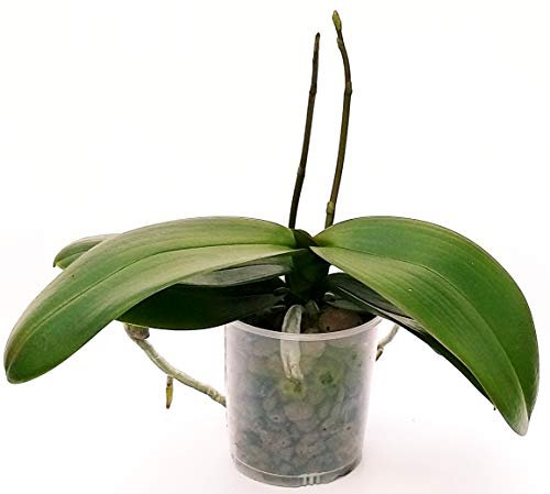 POWERS TO FLOWERS - ORCHIDEA PHALAENOPSIS CON 2 STELI, Pianta Vera