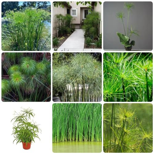 100 pcs papyrus pflanze samen - ausgefallene geschenke pflanzensamen zimmerpflanzen Cyperus papyrus, deko wohnzimmer modern kräuterbeet seed dachbegrünung winterharte stauden hochbeett