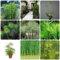 100 pcs papyrus pflanze samen - ausgefallene geschenke pflanzensamen zimmerpflanzen Cyperus papyrus, deko wohnzimmer modern kräuterbeet seed dachbegrünung winterharte stauden hochbeett