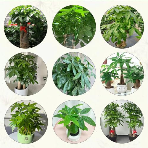 8 pcs glückskastanie zimmerpflanze samen wanddeko pflanzen bonzai baum pflanzendeko hochbeet für balkon topf pflanze gartenpflanzen winterhart mehrjährig bonsai bäumchen kaufen exotische
