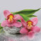 Servietten Napkins 33x33cm 20 Stück Packg. Serviettentechnik Orchidee Steine Blume pink Orchids on Stone