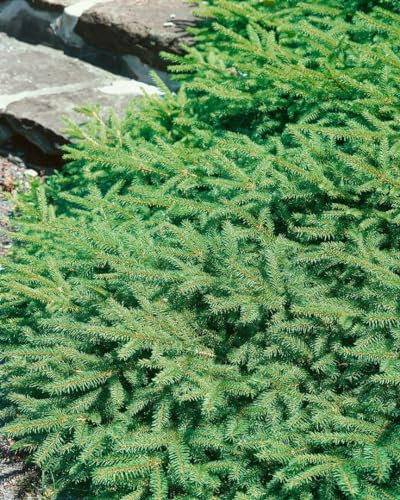 Zwergfichte 'Pumila' 20-30 cm Topf Picea abies winterhart immergrün