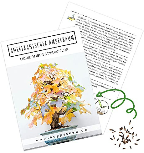 Außergewöhnliche Bonsai Samen mit hoher Keimrate - Pflanzen Samen Set für deinen eigenen Bonsai Baum (1x Amerikanischer Amberbaum)