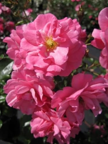 Bodendeckerrose Mirato ® - Rosa Mirato ® - Tantau-Rose - ADR-Rose