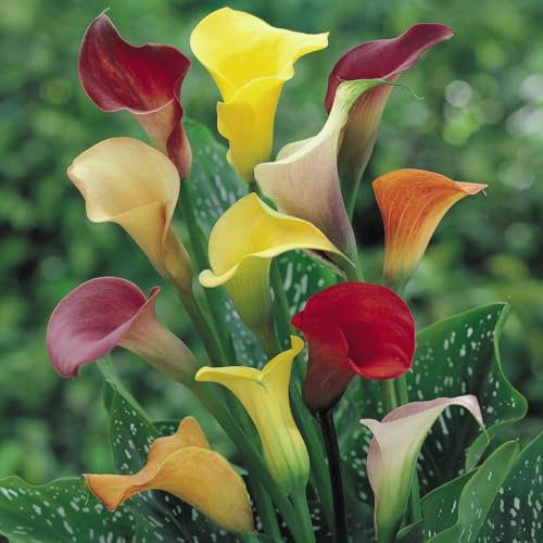 Glamorous Calla Lily 'Spectrum Mixed' - Brightly Colored Spathes for Elegant Cut Flower Arrangements - Half-Hardy Rhizome - Flowering Garden 10x Bulbs by Thompson and Morgan (10)