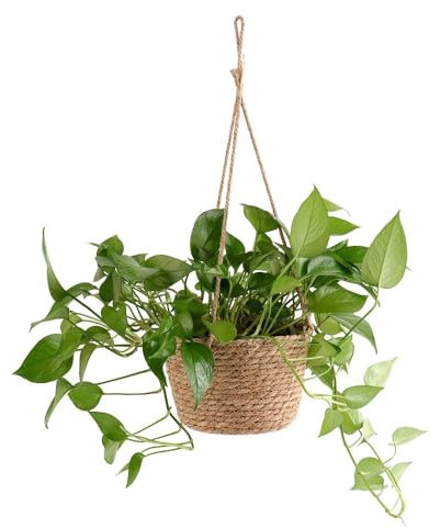 AIGOUT Cesta colgante de cuerda de yute para plantas suculentas, decoración interior y exterior