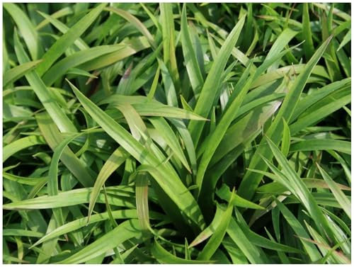 5 x Luzula sylvatica im 1 Liter Topf (Ziergras/Gräser/Winterhart/Mehrjährig/Stauden/Immergrün/Bodendecker) Wald-Marbel - Schattenliebende Schönheit, die bleibt - von Stauden Gänge