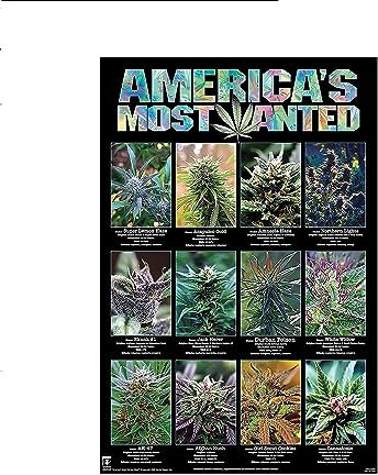 America's Most Wanted Poster Marihuana Sorten