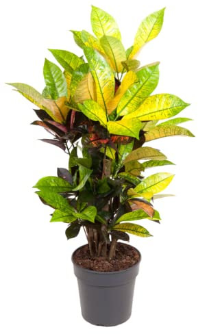 Plant in a Box - Codiaeum variegatum 'Mrs. Iceton' - Plante d'intérieur unique - Change lentement de couleur - Pot 19cm - Hauteur 60-70cm