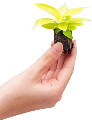 PLNTS - Baby Philodendron Moonlight - Zimmerpflanze - Zimmerpflanzen, Pflanzen Echt, Nachhaltige Verpackung -2cm Stecklinge - Höhe 20cm - Direkt von der Gärtnerei