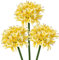 Hollyone 3PCS künstliche Agapanthus Blumen für Dekoration, 30'' Long Stem Real Touch Fake afrikanischen Lilie Blumen gelb, Faux Seide Lilie Blume für Frühling Home Office Hochzeit Tisch Centerpiece