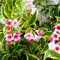 Pianta Weigelia Vaso 7cm, Altezza 15cm