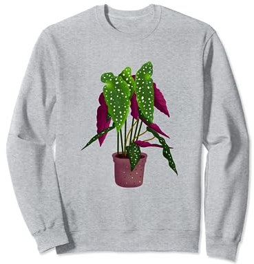 Cute Begonia Maculata houseplant in the pot floral for girl Sweatshirt