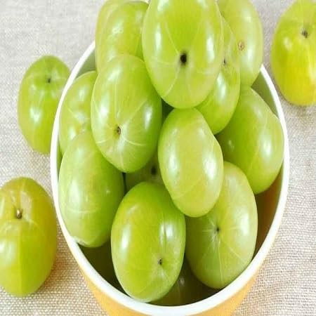 10 pezzi di semi di uva spina fresca