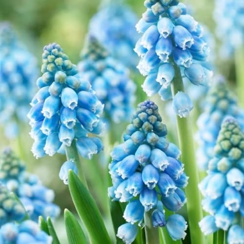 Schön Hyazinthen-Rhizom, Überraschend wachsend, Winterhart Mehrjährig, Geeignet für Frühling und Herbst, Kein Gießen Erforderlich, Leicht Zu ZüChten-5 Rhizom-H