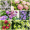 Clematis Winterhart Mehrjährig Zwiebeln, frühlingsblüher zwiebeln Clematis florida, Kletterpflanze, zimmerpflanze,winterharte stauden kletterpflanzen winterhart schnellwachsende 9pcs
