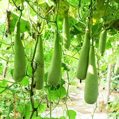 flaschenkürbis samen, balkonpflanzen,gartendeko für draußen deko garten,schnell wachsender bio saatgut,einfach zu Pflanzen kletterpflanzen winterhart,samen anzucht,pflanzen samen 30pcs