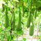 flaschenkürbis samen, balkonpflanzen，gartendeko für draußen deko garten，schnell wachsender bio saatgut，einfach zu Pflanzen kletterpflanzen winterhart，samen anzucht，pflanzen samen 30pcs