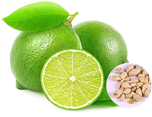 Generic 20 Unids Semillas de Limonero Productivas No-GMO Viables Macetas de Patio Plántulas de Árboles para Horticultura Jardín de Lujo Semillas de Reliquia Semillas de limonero
