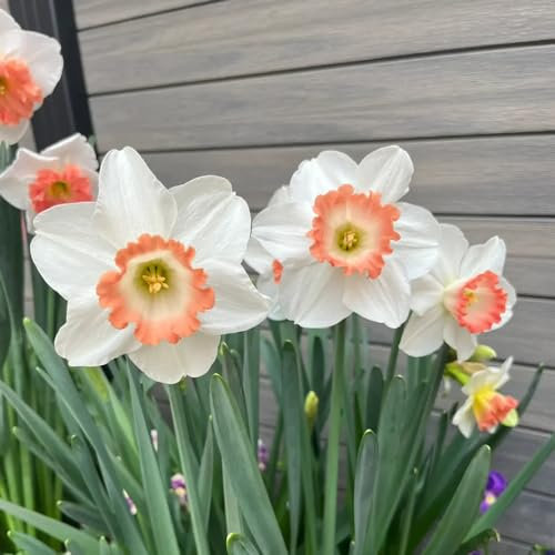 6 pz Bulbi di narciso perenni resistenti all'inverno - Fiore di copertura del suolo Bulbi di narciso - Regalo per il giardino delle erbe aromatiche delle piante da ufficio Piante da