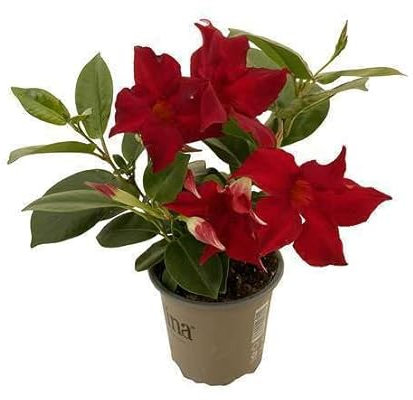 Jazmín de Brasil con Flores Rojas Planta Natural para Balcones y Terrazas