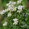 Amerikanische Bergminze ca. 500 Samen - Pycnanthemum pilosum, beliebte Gewürzpflanze