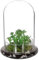 OGANAZI Mini Pflanzenterrarium Glas Sukkulenten Topf, Klare Glaskuppel mit 3 mm Luftloch, Deko Glasglocke mit Glasboden, Tischdeko Geschenk für Büro Arbeitszimmer Wohnzimmer (14,5x21 cm,Ohne Pflanzen)