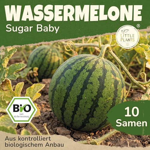 Little Plants BIO Wassermelone Samen Sugar Baby 10 Wassermelonesamen Obstsamen Samenfest für Obstgarten Obst Samen für Balkon, Hochbeet und Garten
