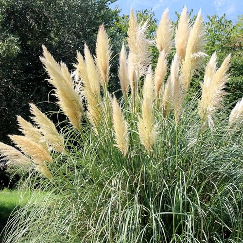 Cortaderia Selloana Tiny Pampa - Mini Pampas Grass Plant - Ornamental Grasses Outdoor Garden Ready - Summer Flowering Evergreen Plants Outdoor - Dried Pampas Grass Decor (3 Litre Pot, 30-50cm)