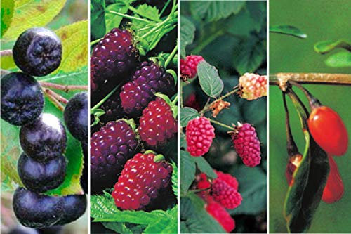 Baumschule Pflanzenvielfalt 2 x Himbeeren-Brombeeren-Kreuzung, Apfelbeere & Goji-Beeren als Kombination Exotische Beerensorten