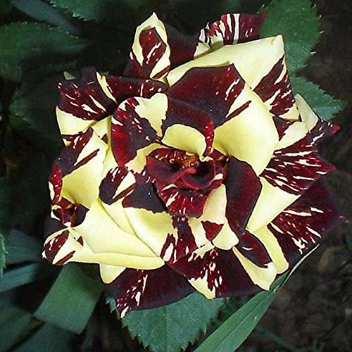 Abracadabra Rose 5 Seeds: Only seeds