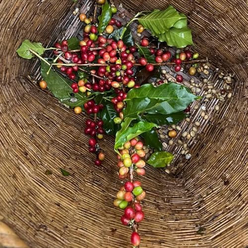 10 pcs Kaffee Pflanzen Samen - garden bonsai-baum Kaffeesamen Kaufen, Kaffeebaum, immergrüne pflanzen winterhart bonsaibaum exotische pflanzen, balkongarten, bonzai bäume, bio saatgut