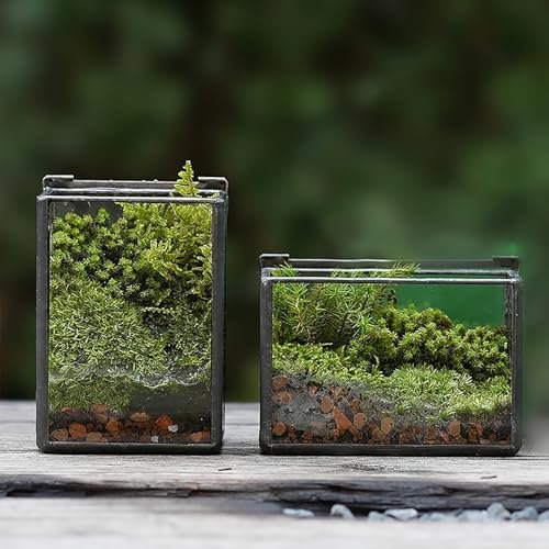 Kleines rechteckiges Terrarium mit Deckel, Mini-Glaskantainer-Box für Zimmerpflanzen, Luftpflanzen, Miniatur-Feengarten, Heimgarten, Tischdekoration, schwarz, 2er-Set (nur Terrarien)