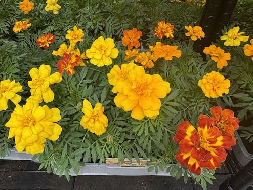 Bedding Plants, Marigold French 'Double Mixed', 20 x Full Plant Pack, Marigold Plants, Garden Flowers, Yellow Plant, Marigolds, Premium Quality Bedding