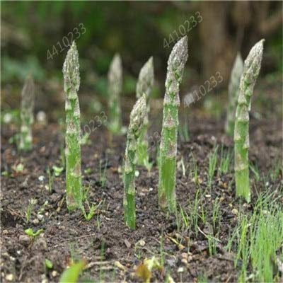 TOMHY 50 Stück Spargel Bio Heirloom Rare Grün Gemüse Staudengarten kleines Glück zu Hause Pflanze Blumentopf Pflanzer: 9: Only seeds
