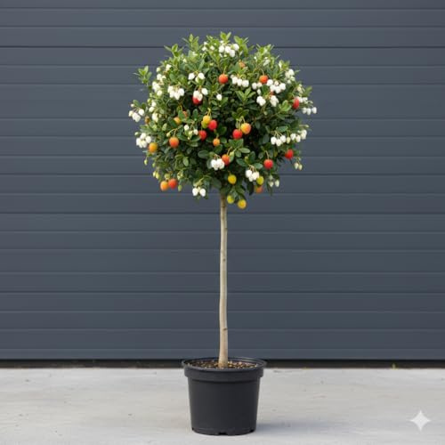 Arbutus unedo Erdbeerbaum Mini-Stamm, winterharte Pflanze, 60-80cm